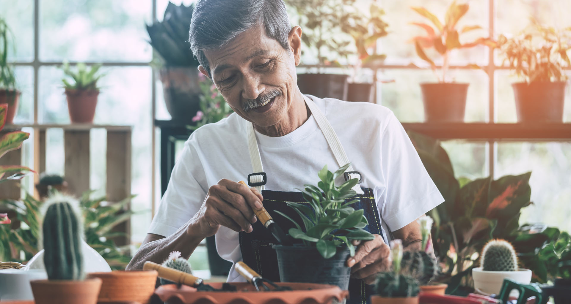 Elderly man gardening in green house